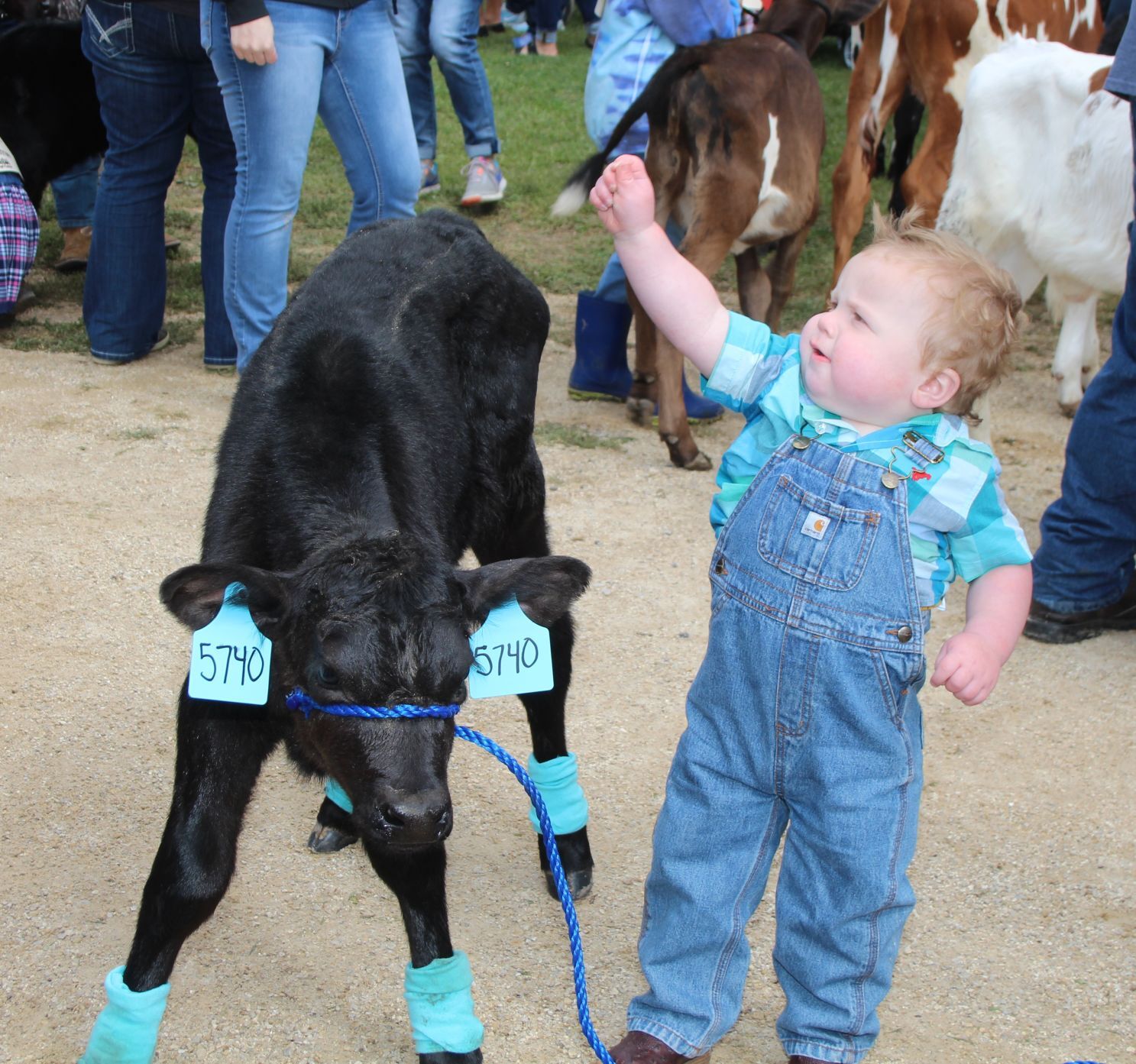 A kid and a calf